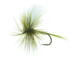 Aurivillii Olive Daiichi 1180 #12