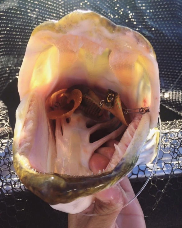 Headbanger Tail – Bild 3